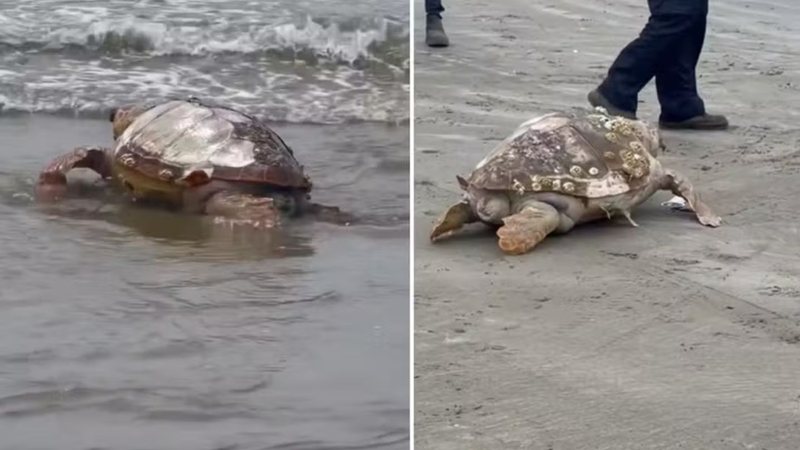 Tartaruga vulnerável à extinção é encontrada morta em praia de Guarujá