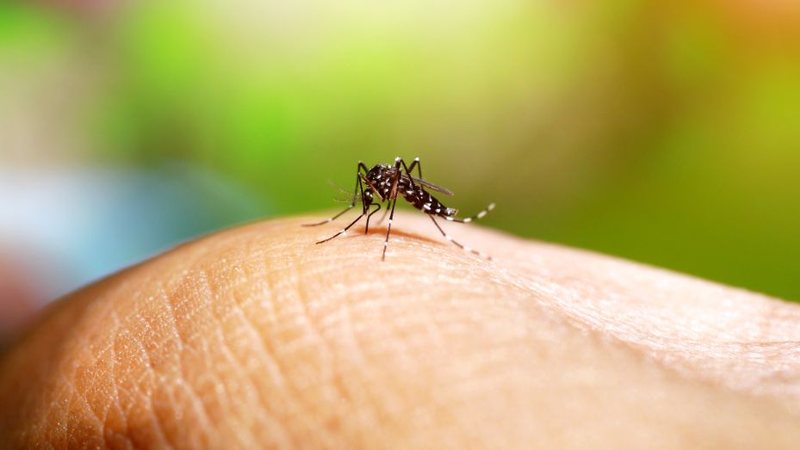 Mosquito