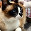 Imagem mostra um gato sendo vacidado