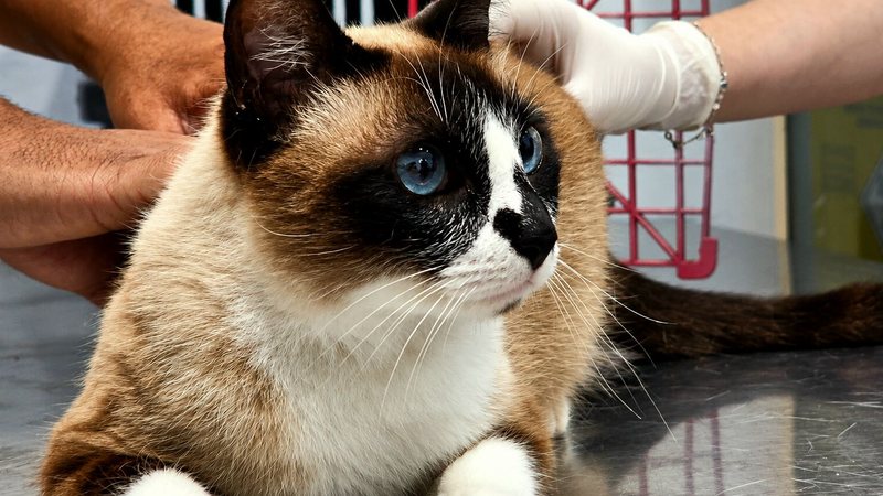 Imagem mostra um gato sendo vacidado