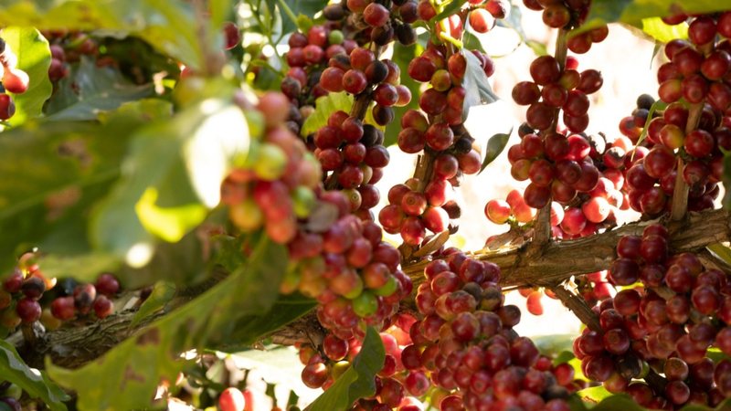 Imagem de pés de café carregados