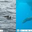 Três pinguins-de-magalhães nadando na superfície do mar e um lobo-marinho-sul-americano submerso