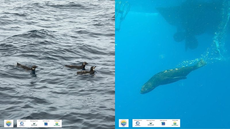 Três pinguins-de-magalhães nadando na superfície do mar e um lobo-marinho-sul-americano submerso