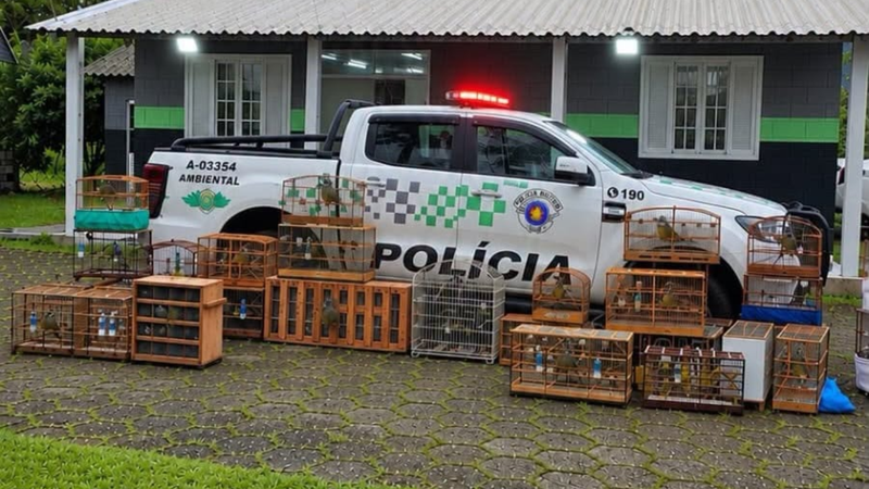 A imagem mostra uma apreensão de aves silvestres em cativeiro irregular realizada por uma equipe da Polícia Militar Ambiental de São Paulo