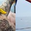 A imagem mostra o braço de um corpo humano com uma tatuagem detalhada de cogumelos e um relógio, enquanto o lado direito exibe um corpo boiando na superfície do mar