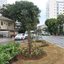 Área verde com grama, árvores e plantas
