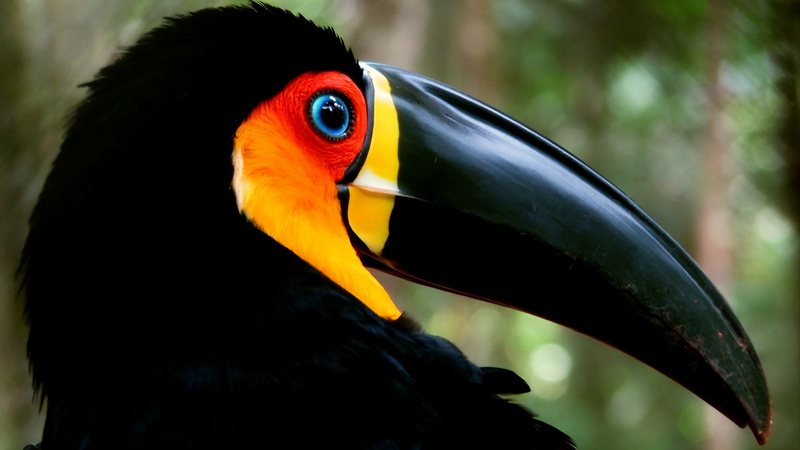 Tucano-de-bico-preto