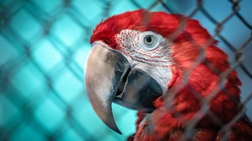Reprodução / Web