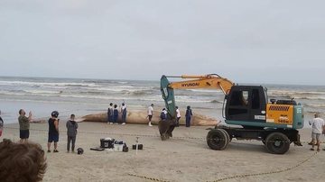 baleia jubarte mongaguá - Reprodução/Praia Grande Mil Grau