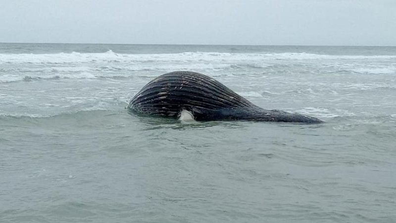 Geralmente as jubartes migram da Antártica para a costa sul da Bahia durante o inverno para fins de reprodução e amamentação, em busca de águas mais quente e limpas  baleia jubarte juquehy - Divulgação/ Instituto Argonauta