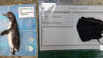Pinguim foi encontrado morto com máscara embrulhada no estômago na praia de Juquehy, em São Sebastião  pinguim morto sao sebastiao - Divulgação/Instituto Argonauta