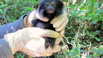 Imagem Zoológico de São Paulo comemora nascimento de dois micos-leões-pretos raros