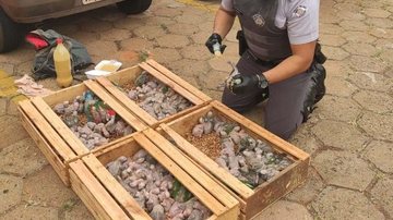 aves resgatadas lins - Divulgação/Polícia Rodoviária