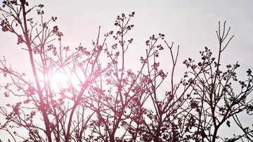 primavera - Reprodução/PxHere