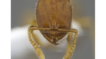 Pesquisadores da UFPR descobrem mais quatro espécies de formiga - © Natália Ladino/Direitos reservados