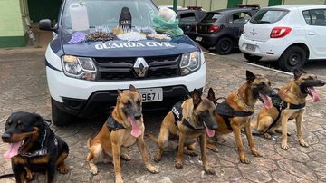 Cães farejadores auxiliam trabalho da GCM em São Vicente - Divulgação