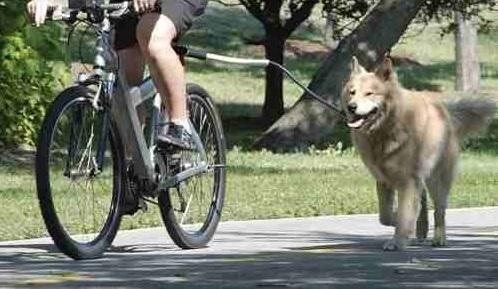 Ciclista passeando com um cachorro (Ilustrativo) - Reprodução/Internet
