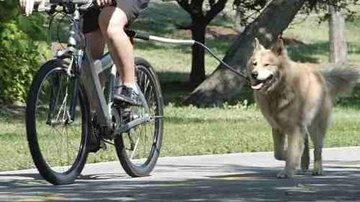 Ciclista passeando com um cachorro (Ilustrativo) - Reprodução/Internet