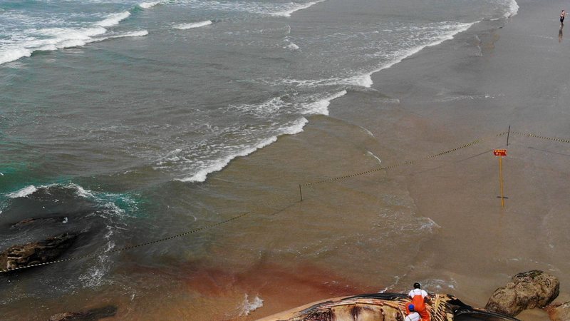 Baleia-de-Bryde é encontrada morta em Guarujá - Drone/Rodrigo Nattan