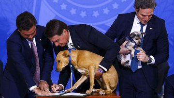 Lei aumenta pena para maus-tratos a cães e gatos - © Marcelo Camargo/Agência Brasil
