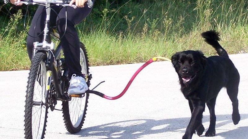 Imagem Ciclistas que passeiam com animais podem ser multados em Santos