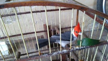 Um dos pássaros encontrado no cativeiro irregular - Foto: Divulgação Polícia Ambiental