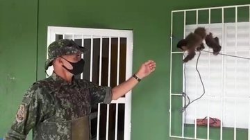 Tráfico de animais: Polícia localiza cativeiro em Mongaguá - Divulgação