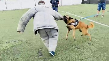 Cães de guarda fazem treinamento em São Vicente - Divulgação/GCM São Vicente