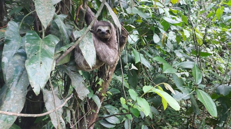 BICHO PREGUIÇA - Divulgação/Polícia Militar Ambiental