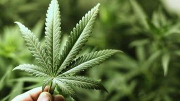 Imagem Deputado propõe plantio de maconha no Brasil