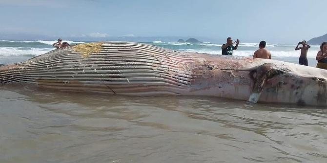 Imagem Baleia aparece morta na Praia da Enseada, no Guarujá