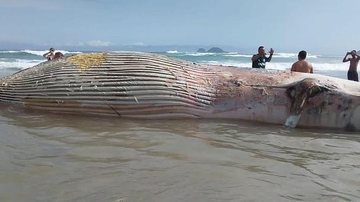 Imagem Baleia aparece morta na Praia da Enseada, no Guarujá