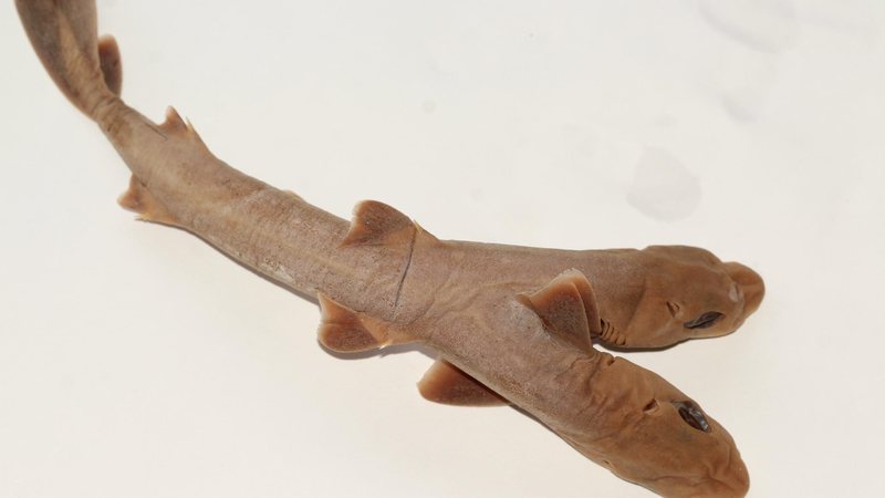 Tubarão de duas cabeças é encontrado em Peruíbe - Divulgação