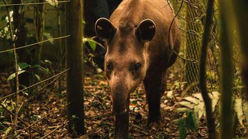 Anta Jasmim é solta na Reserva Ecológica de Guapiaçu - © João Pedro Stutz/Projeto Guapiaçu/Direitos reservados