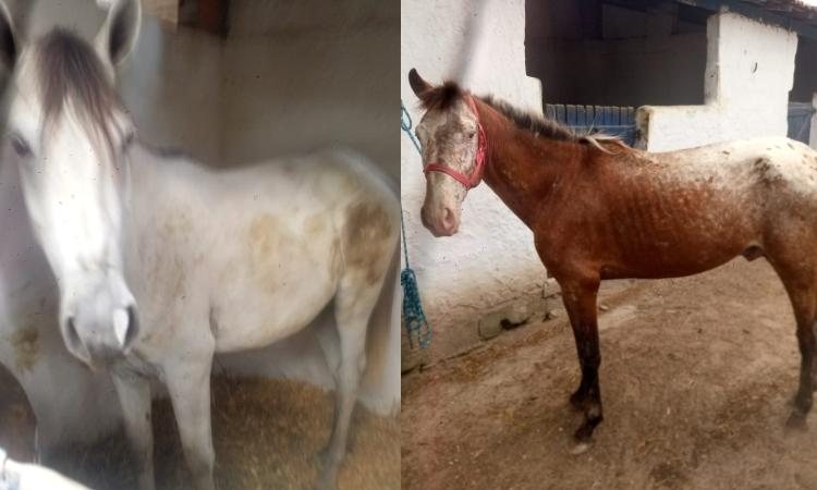 CAVALOS PARA ADOÇÃO - Divulgação/Prefeitura de Itanhaém