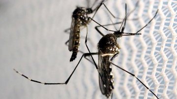 Aumenta preocupação com doenças ligadas ao Aedes aegypti no verão - © Reuters/Paulo Whitaker/Direitos Reservados
