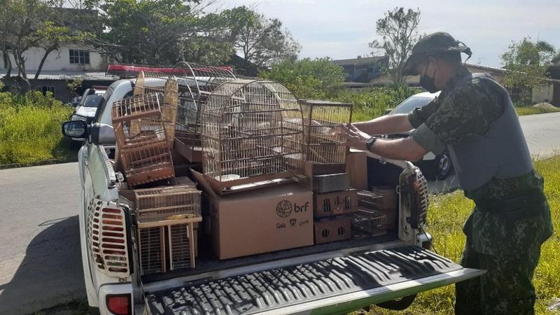 Divulgação/Polícia Militar Ambiental
