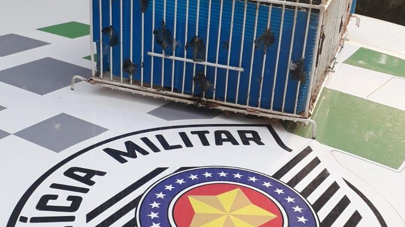 Polícia ambiental solta teiú no Guaiúba, em Guarujá - Divulgação/Polícia Ambiental Marítimo