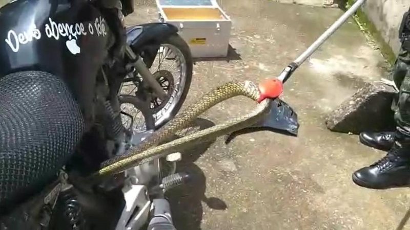 Cobra foi encontrada dentro de motocicleta - Foto: Divulgação/3ª Companhia de Polícia Militar Ambiental Terrestre de São Paulo