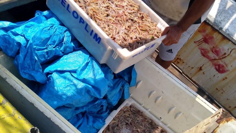 Polícia ambiental flagra pesca irregular em São Vicente e Cananéia - Divulgação