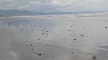 Caranguejos invadem praia de Itaguaré - Gláucia Sampaio