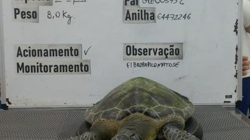 Pescador resgata tartaruga-verde na Ponta da Praia - Divulgação/Instituto Gremar