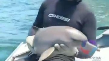Golfinho é resgatado de rede de pesca e devolvido à natureza - Reprodução/Viver em Santos