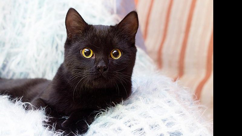 Gato preto - Dia mundial dos gatos Gato preto - dia mundial dos gatos - Foto: Reprodução web