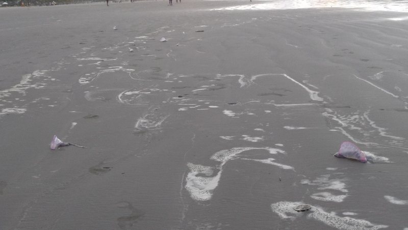 Banhista encontra caravelas-portuguesas mortas em Praia Grande - Gabriela Mendes