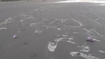 Banhista encontra caravelas-portuguesas mortas em Praia Grande - Gabriela Mendes