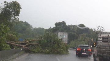 Fortes chuvas provocaram deslizamento de terra e queda de vegetação na pista - Foto: JCN