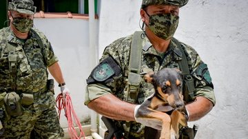 Cães em situação de maus-tratos são resgatados em São Vicente - Divulgação