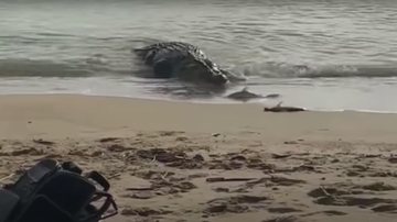 Casal foi pesar em praia erma da Austrália e se deparou com a maior réptil do mundo Crocodilo come tubarão - Foto: Reprodução
