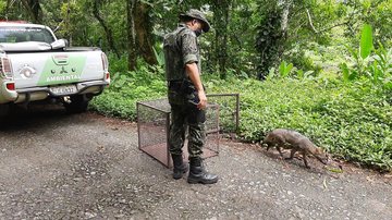 Polícia ambiental solta cachorro do mato em Cubatão - Divulgação